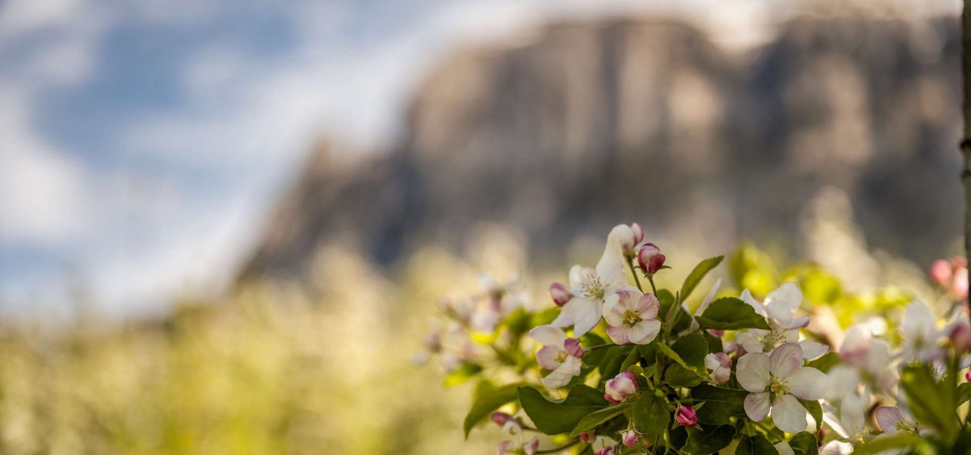 ferienwohnung-in-voels-suedtirol-urlaub-in-den-dolomiten (3)